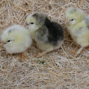 light brahmas chicks