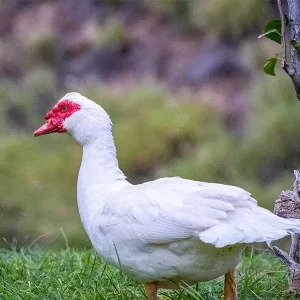 white muscovy ducks for sale 1