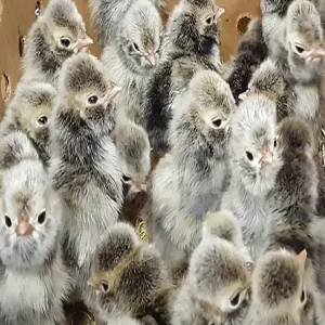 silver laced polish day old chicks
