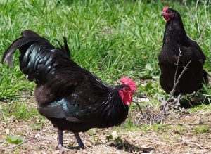 black australorp roosters for sale