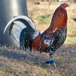 Gerrard Hatch Gamefowl