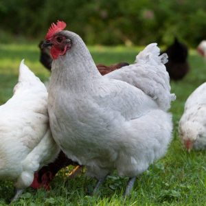 lavender chicken for sale3