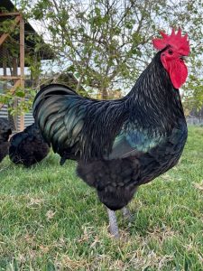 black australorp roosters for sale