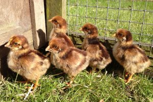 barnevelder day old chicks