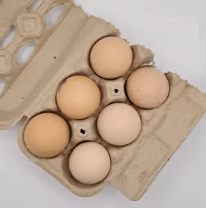 barred plymouth rock eggs for sale 3