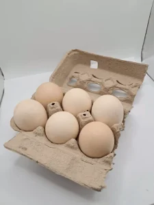barred plymouth rock eggs for sale 2