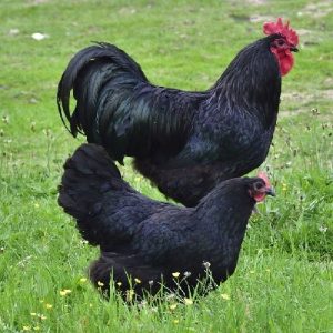 black australorp roosters for sale