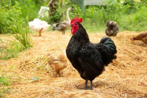black australorp roosters for sale