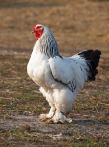 light brahma rooster for sale3