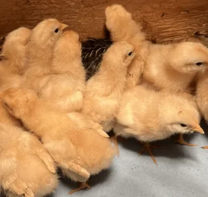 buff orpington eggs for sale 1