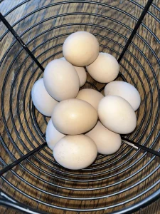 buff orpington eggs for sale 2