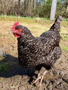 cuckoo maran chickens for sale3