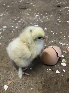 light brahma chicks for sale1