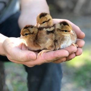 welsummer chicken chicks for sale