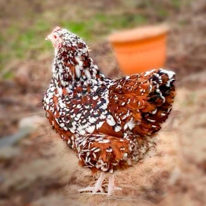 jubilee orpington hens for sale