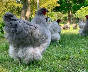 lavender chicken for sale1