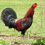 Rat Graves Leiper Gamefowl