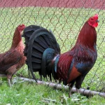 Rat Graves Leiper Gamefowl 3