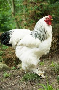 light brahma rooster for sale