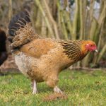 Buff-Brahma-Chicks