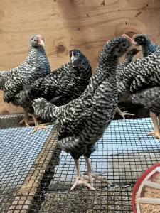 barred plymouth rock eggs for sale 1