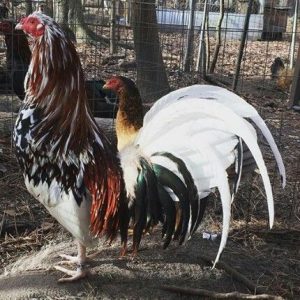 whitehackle gamefowl for sale