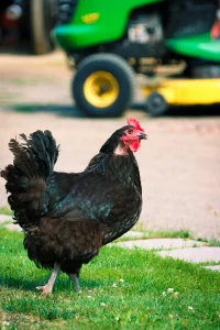 buy australorp chickens4