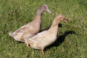 orpington ducks for sale3