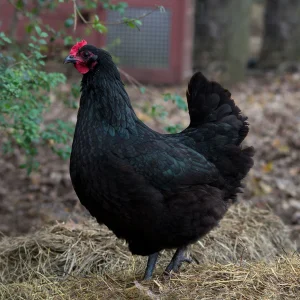 buy australorp chickens2