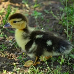 black muscovy ducklings for sale 2