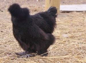 black silkie chickens for sale4