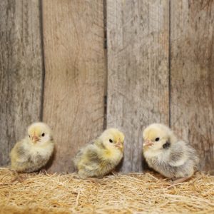 silver sebright bantam chicks for sale