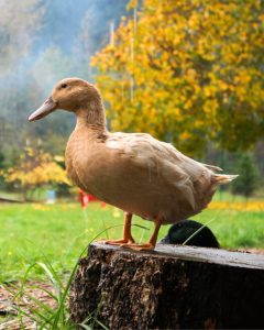 orpington ducks for sale2