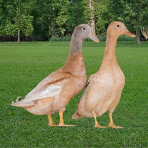 orpington ducks for sale