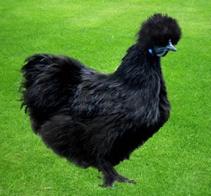 black silkie chickens for sale3