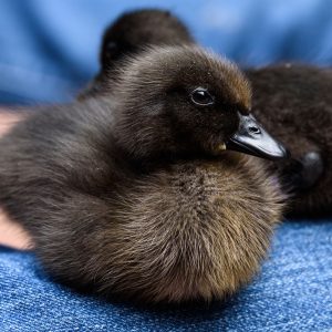 cayuga-duckling