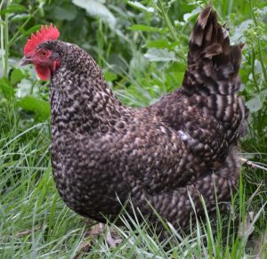 cuckoo maran chickens for sale4