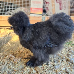 black silkie chickens for sale1