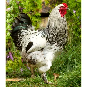 light brahma rooster for sale1