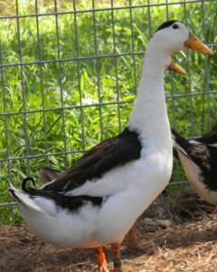 magpie ducks for sale