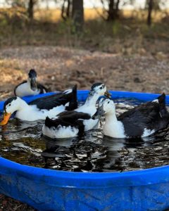 magpie ducks for sale