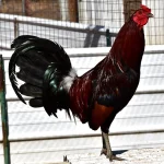 Rat Graves Leiper Gamefowl 1