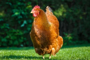 new hampshire chickens for sale 2