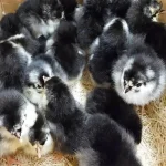 black australorp chicks