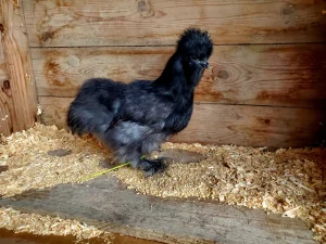 black silkie chickens for sale2