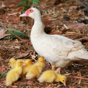 white muscovy ducks for sale