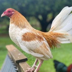 Pyle Gamefowl for Sale