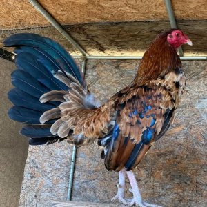 hennie gamefowl for sale