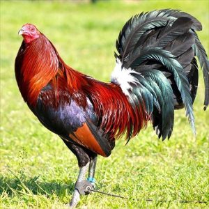 leiper hatch game roosters for sale
