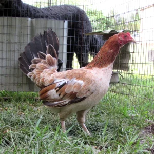 Lacy Roundhead Hatching Eggs